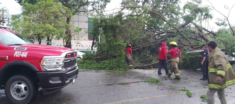 Podará Centro árboles ante próxima temporada de lluvias