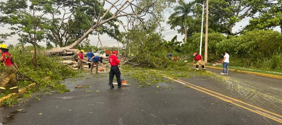 Podará Centro árboles ante próxima temporada de lluvias