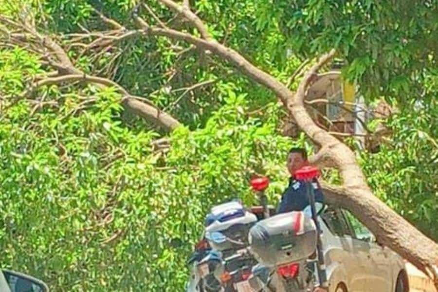 Árbol cae sobre auto en Usumacinta y cierra la circulación por 2 horas