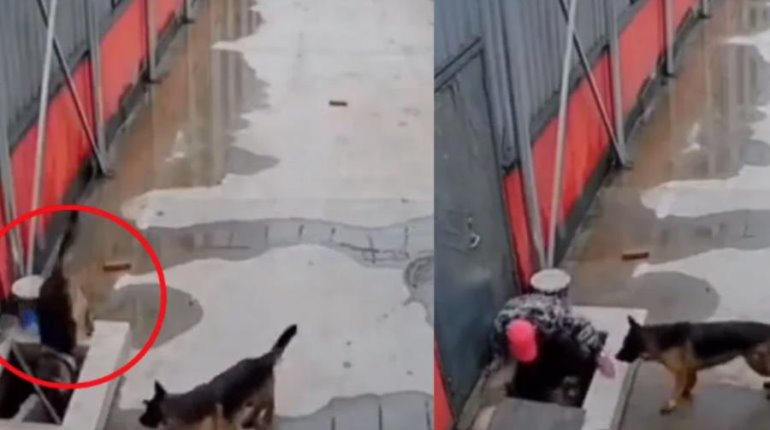 Perrito cae en una coladera y su amigo pide ayuda para rescatarlo