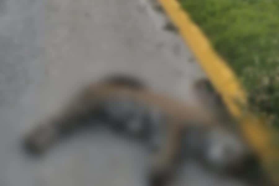 Atropellan y matan a jaguar en carretera Chetumal-Tulum