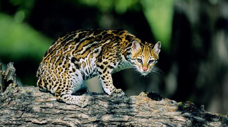 ¡Uno más! Muere ocelote atropellado en carretera de Quintana Roo