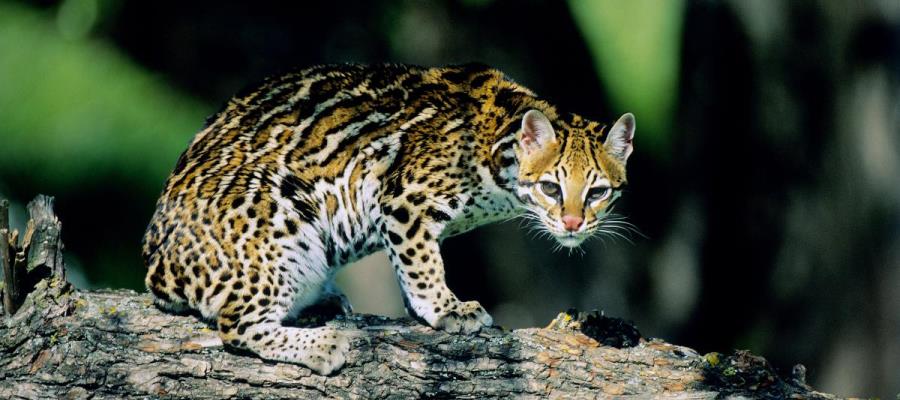 ¡Uno más! Muere ocelote atropellado en carretera de Quintana Roo