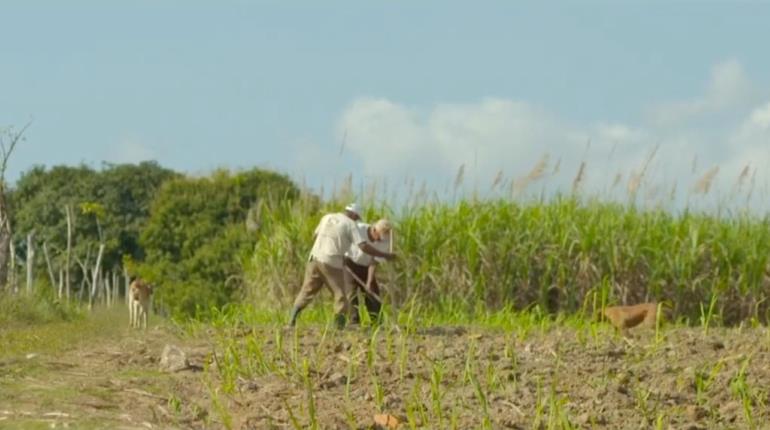 Tabasco con 63 mil hectáreas para plantaciones forestales comerciales: especialistas