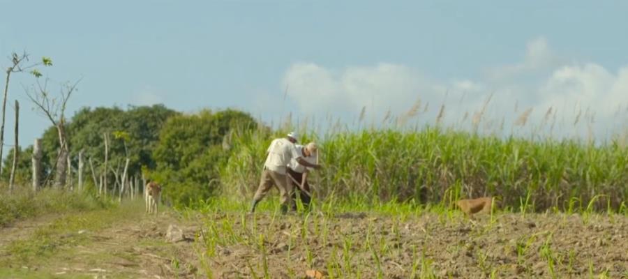 Tabasco con 63 mil hectáreas para plantaciones forestales comerciales: especialistas