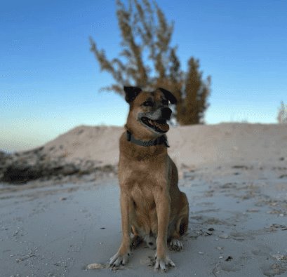 Perrito ciego y sordo guía a turistas a su playa favorita; trabaja en un Airbnb