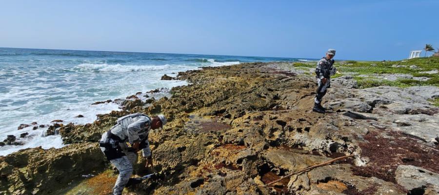 Encuentran cocaína entre sargazo en playa de QR