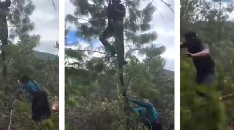 Mujer tala árbol para bajar a su esposo que intentaba huir