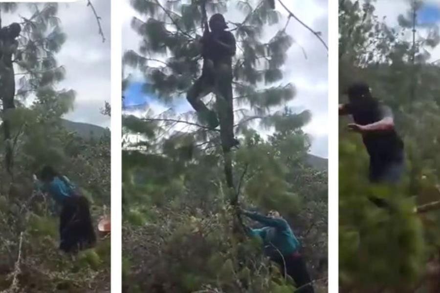 Mujer tala árbol para bajar a su esposo que intentaba huir