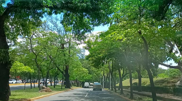 Poda de árboles en Centro contempla 723 especies, principalmente macuilíes 