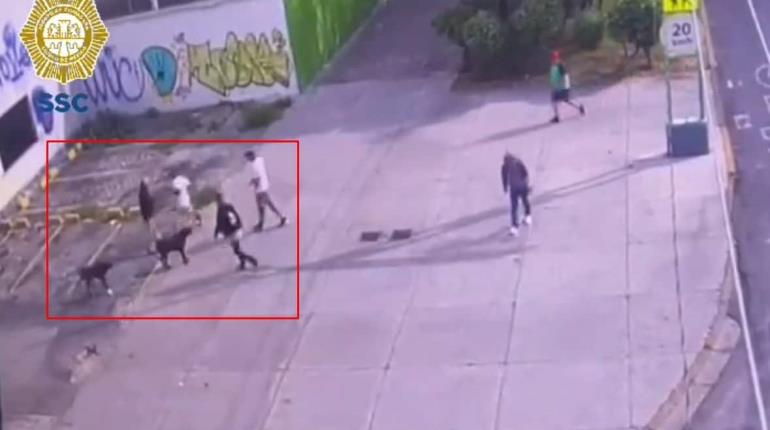 Balean y matan a perrito por defender a dueño de asalto en CDMX