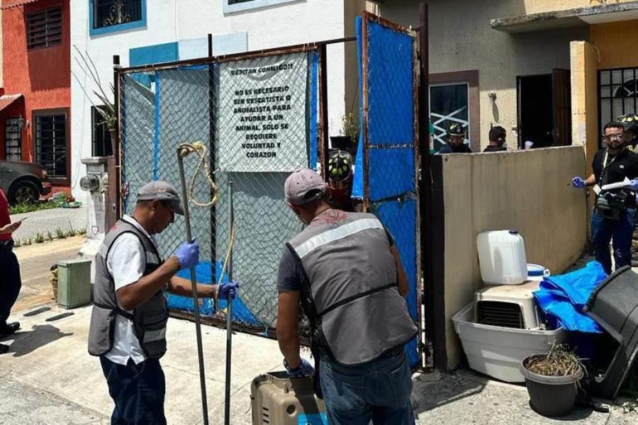 Hallan 9 perros muertos y 5 con desnutrición en presunto refugio en Cancún, QR