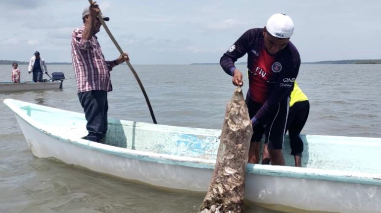 Entrega Sedafop 12 millones de semillas de ostión con nueva tecnología para mejorar producción en Tabasco