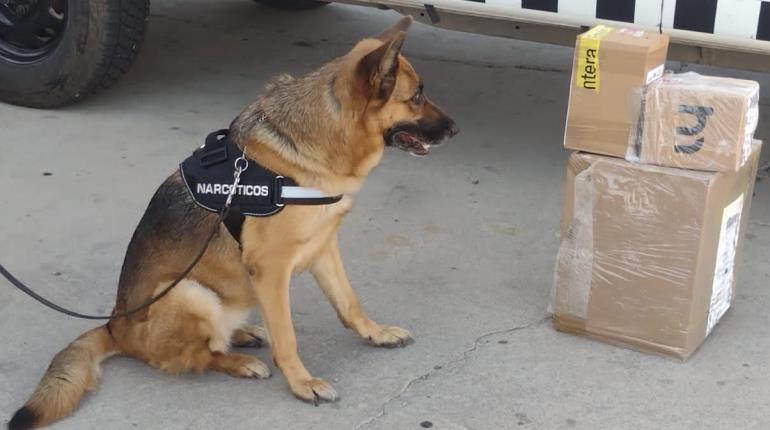 Intercepta Guardia Nacional envío de aparente cristal en Hermosillo, Sonora