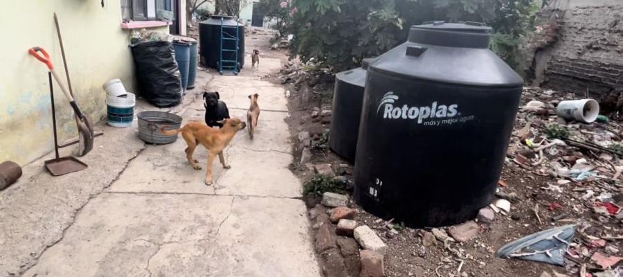 Hallan a 10 perritos desnutridos en casa de Ecatepec, Edomex