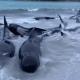 Mueren 51 ballenas tras quedar varadas en una playa de Australia