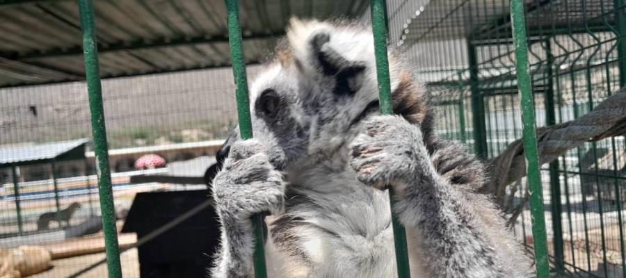 Clausuran rancho con animales exóticos en Nuevo León