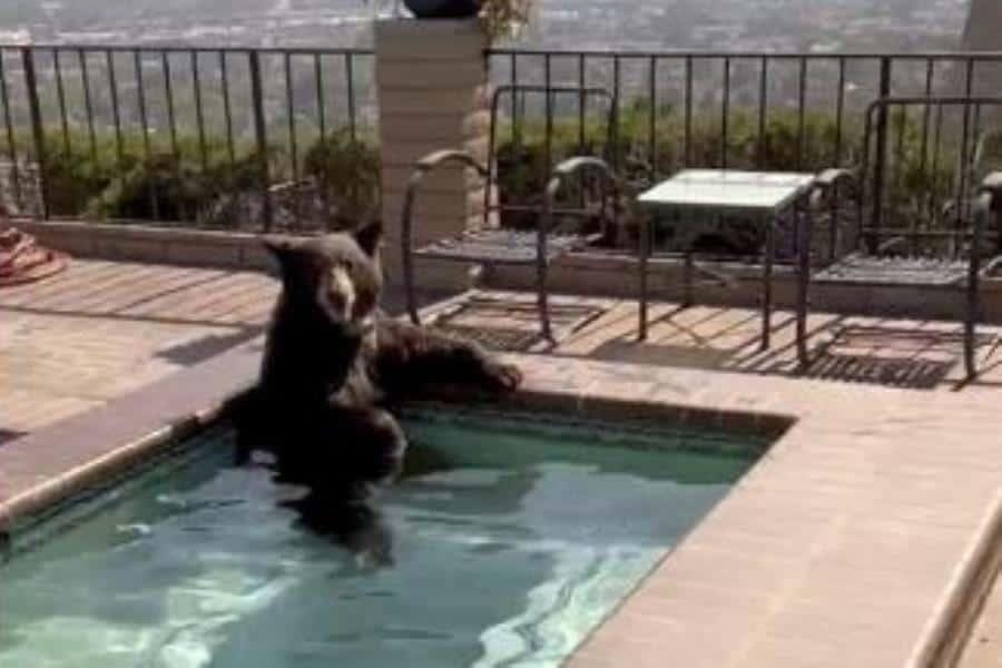 Oso aprovecha jacuzzi para refrescarse de ola de calor en California