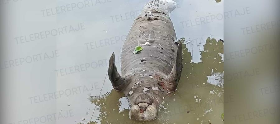 Localizan otros dos manatíes muertos en Macuspana