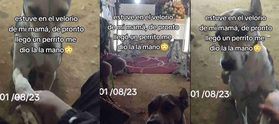 Lo ayudó a superar su pérdida, perrito consuela a hombre en el funeral de su mamá