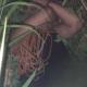 Abandonada en Las Flores, Paraíso no estaba amarrada, sino pasada de copas: Ayuntamiento