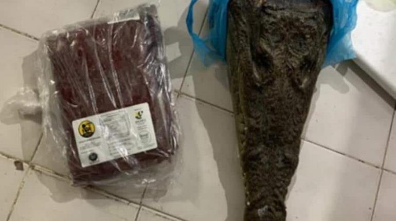 Aseguran cabeza de cocodrilo y carne de búfalo en la Feria de la Torta en CDMX