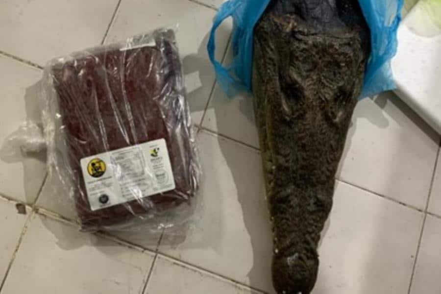 Aseguran cabeza de cocodrilo y carne de búfalo en la Feria de la Torta en CDMX