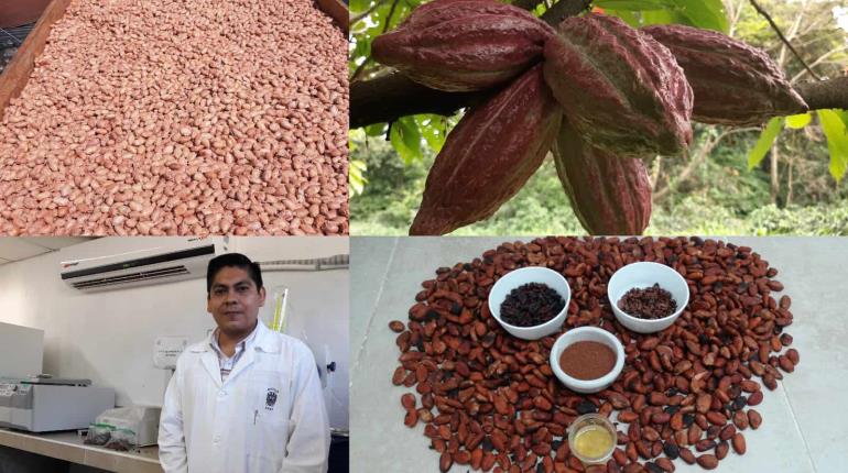 Investigador de la UJAT realiza estudio internacional sobre el proceso de fermentación del cacao nativo