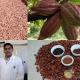 Investigador de la UJAT realiza estudio internacional sobre el proceso de fermentación del cacao nativo