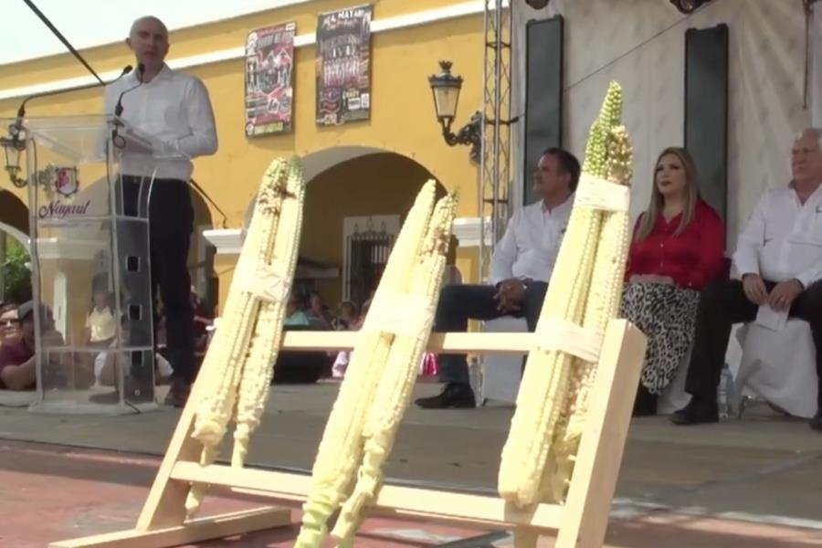 Premian en Nayarit a productores de elotes más grandes del mundo