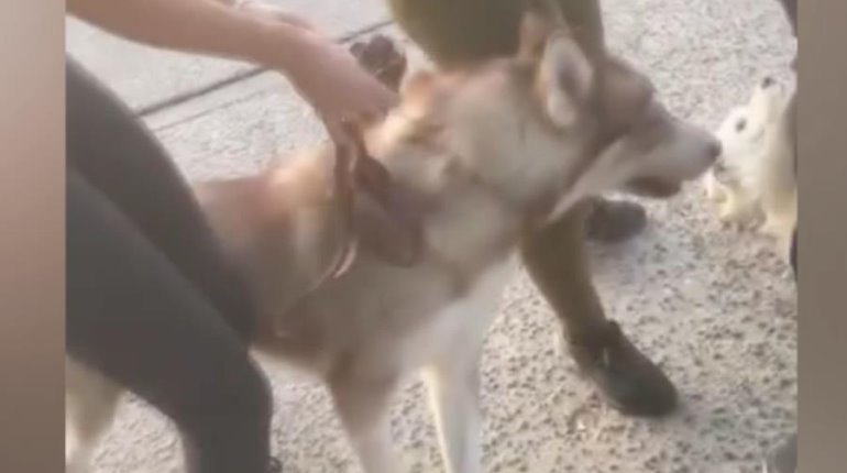 Mujer permite que su perro mate a otro en la calle en Jalisco