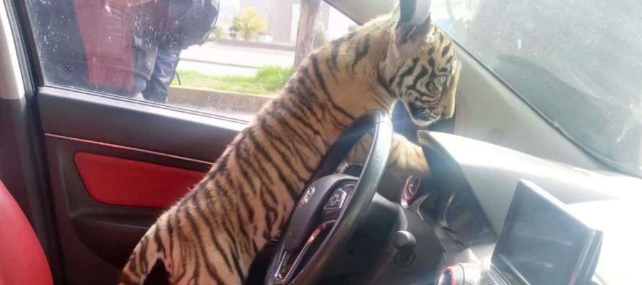 Detienen a joven que paseaba tigre de bengala en calles de ´Neza´, en Edomex