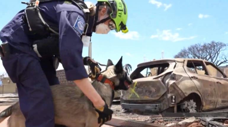 Con más equipos caninos refuerza EE.UU. labores de rescate de cuerpos tras incendios en Hawái