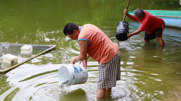 Siembra Centro 150 mil crías de mojarra tilapia en laguna La Majahua