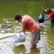 Siembra Ayuntamiento de Centro 150 mil crías de mojarra tilapia en laguna La Majahua