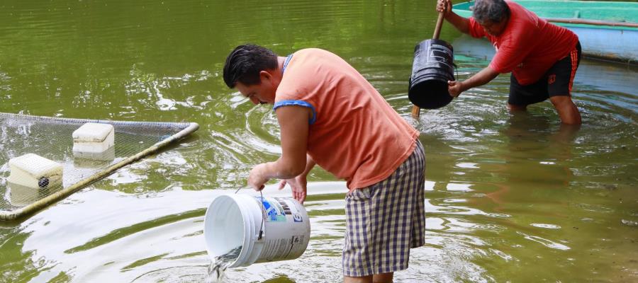 Siembra Centro 150 mil crías de mojarra tilapia en laguna La Majahua