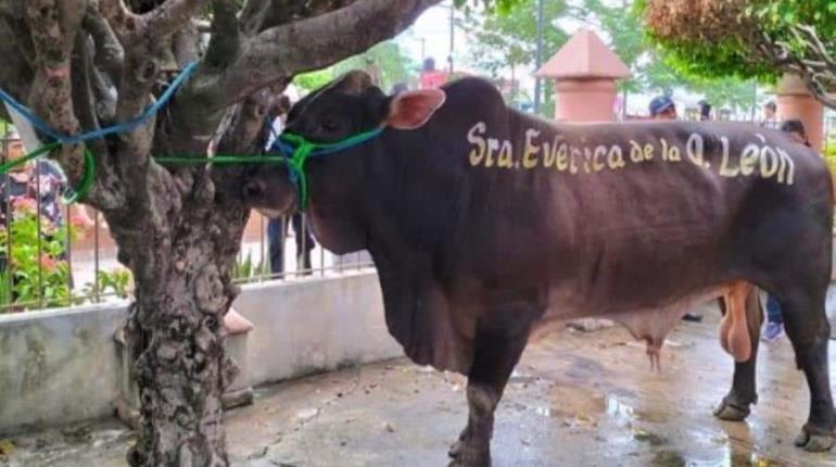 Familia Lainez dona novillona en enrama de la Virgen de los Remedios en Nacajuca