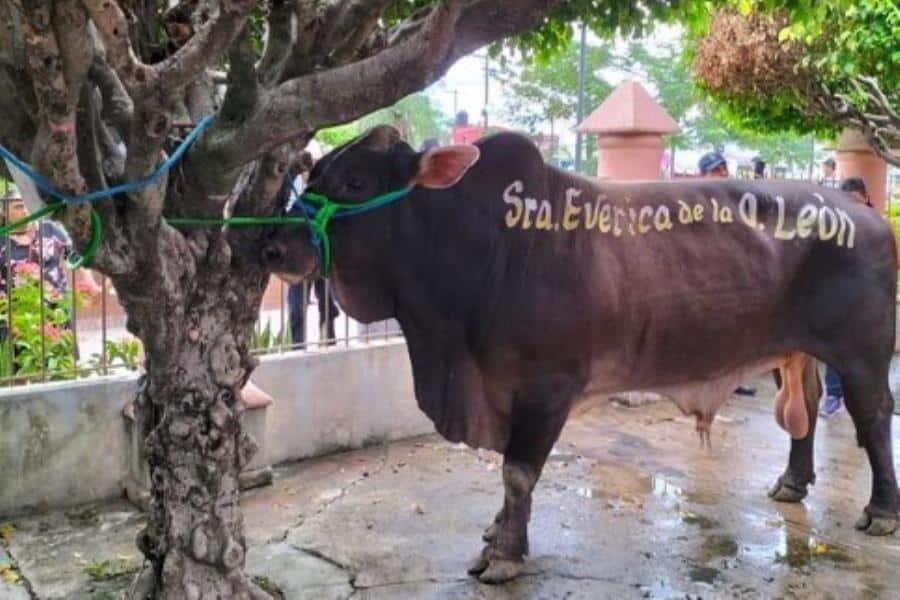 Familia Lainez dona novillona en enrama de la Virgen de los Remedios en Nacajuca