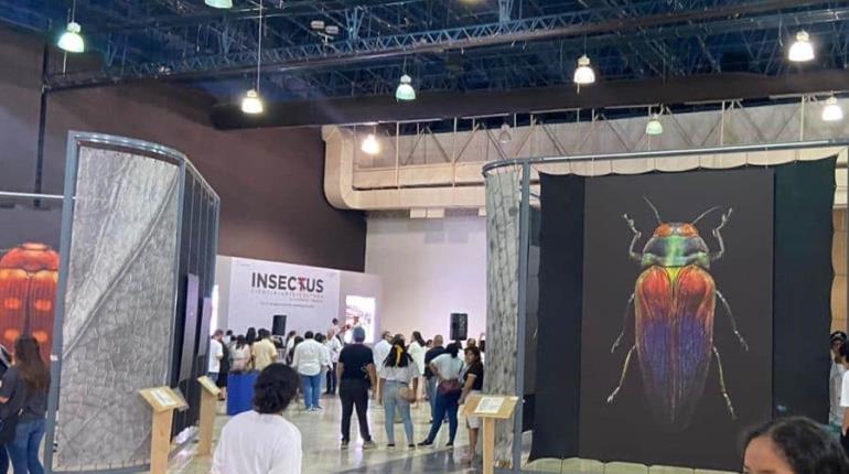 ´Insectus´ en el Convenciones, colección estará hasta el 24 de septiembre