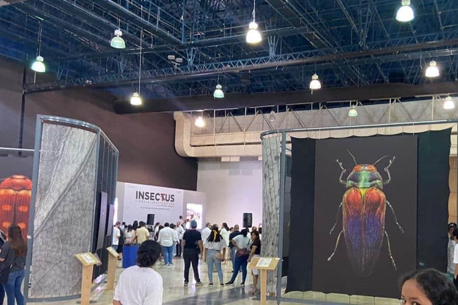 ´Insectus´ en el Convenciones, colección estará hasta el 24 de septiembre