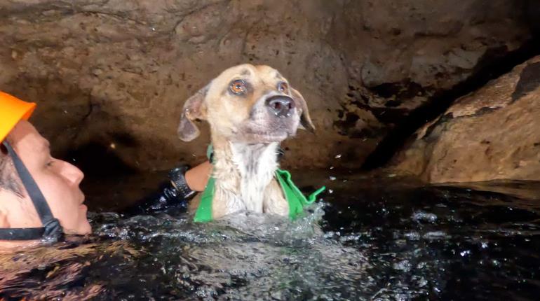 Rescatan a perrita atrapada en cenote de Yucatán desde hace 4 días