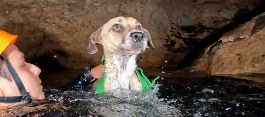 Rescatan a perrita atrapada en cenote de Yucatán desde hace 4 días