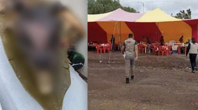 Denuncian venta de barbacoa de perro en Tizayuca, Hidalgo