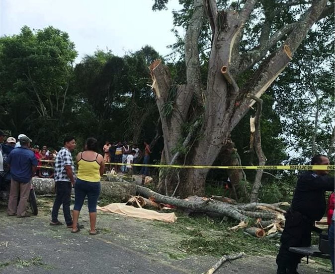 Abuelito desmorraba un árbol de 15 metros en Comalcalco, cae y muere