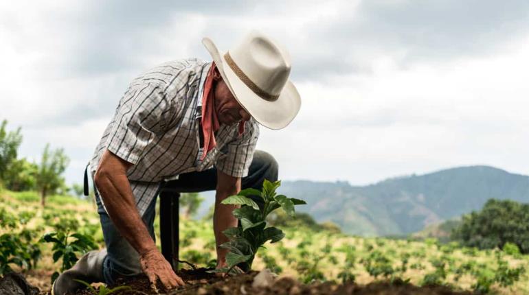 Sembrando Vida es el mejor programa de reforestación del mundo: Presidente