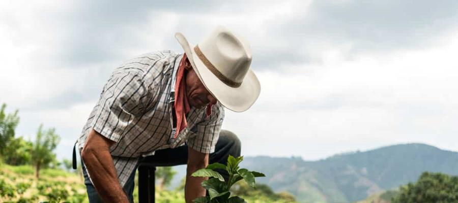 Sembrando Vida es el mejor programa de reforestación del mundo: Presidente