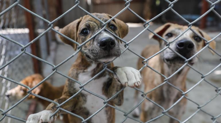 Plantea PVEM castigar con hasta 8 años de cárcel el maltrato animal