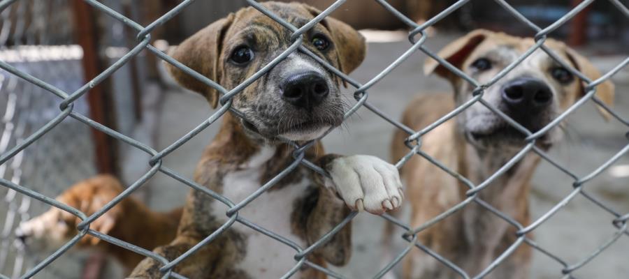 Adelanta gobernador Merino donación de terreno a Caninos 911