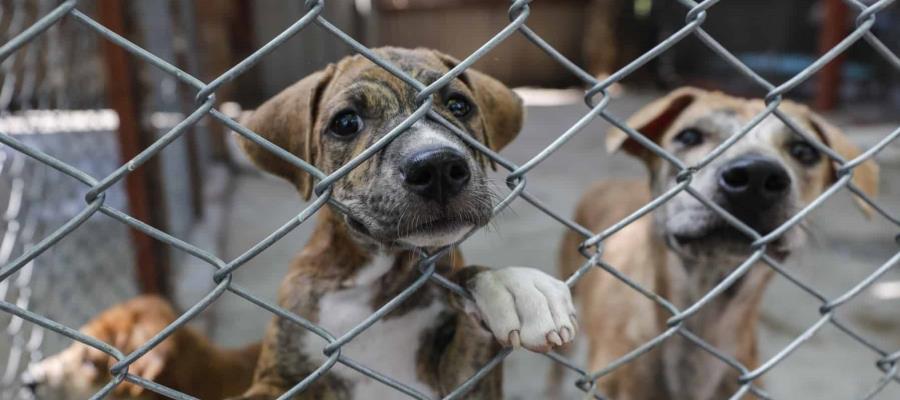 En 2023 se registraron más de 40 casos de maltrato animal en Tabasco, la mayoría como denuncia en redes: Moheno