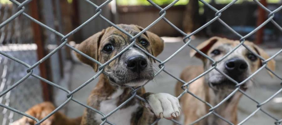 Responsabilidad compartida en casos de maltrato animal, promueve Caninos 911